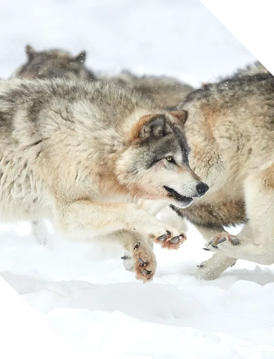 Assessments & Discovery